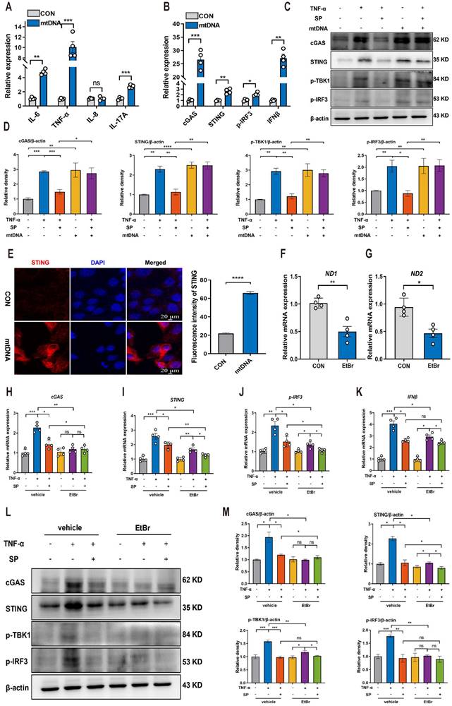 Int J Biol Sci Image