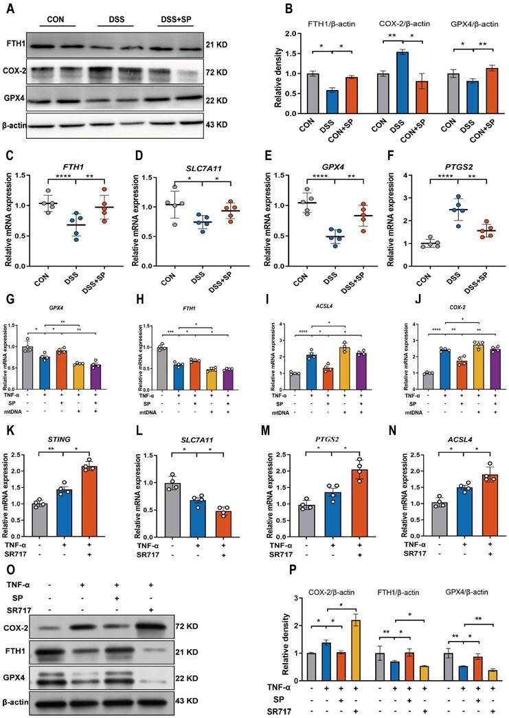 Int J Biol Sci Image