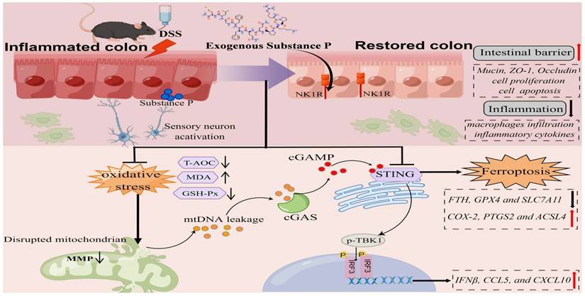 Int J Biol Sci Image