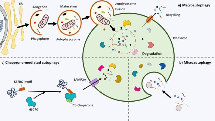 Int J Biol Sci Image