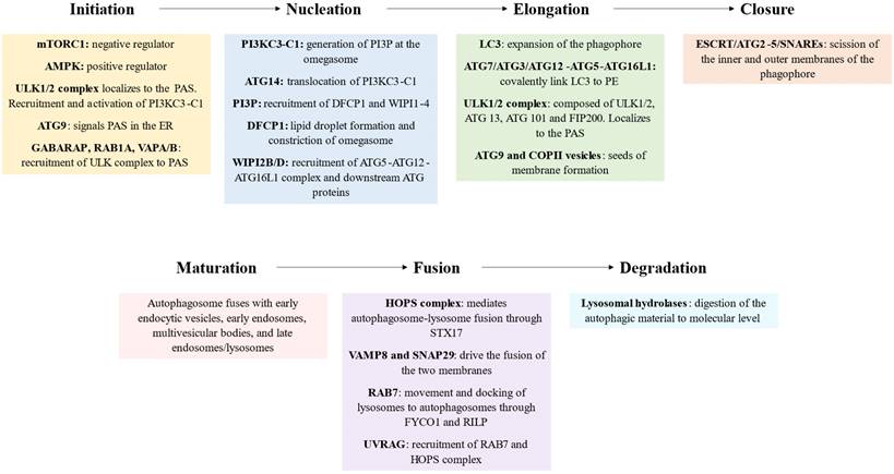 Int J Biol Sci Image