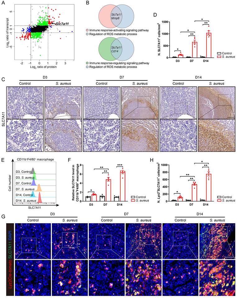 Int J Biol Sci Image