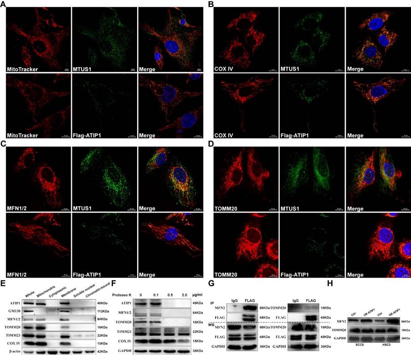 Int J Biol Sci Image