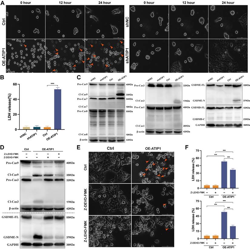 Int J Biol Sci Image