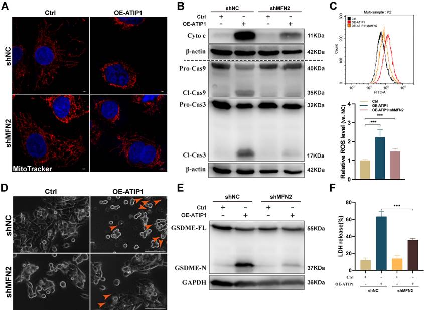 Int J Biol Sci Image