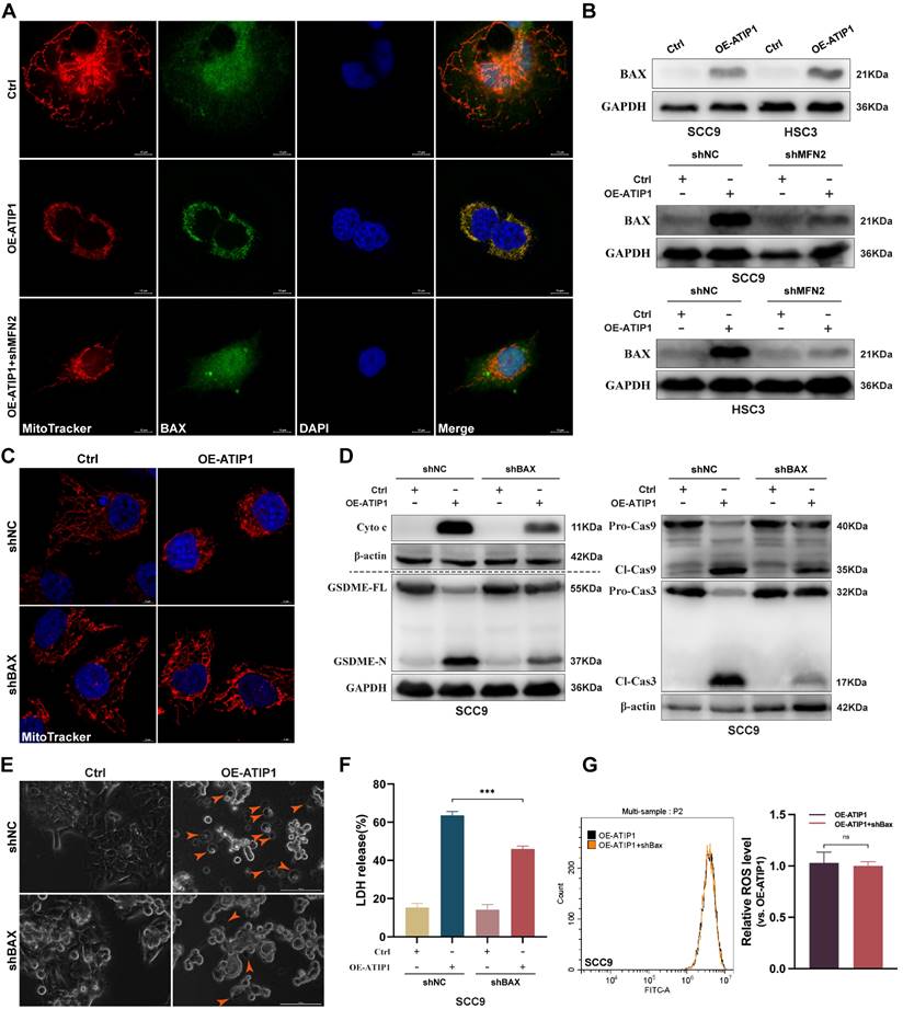 Int J Biol Sci Image