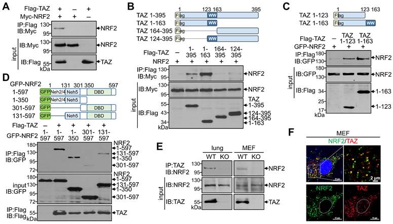 Int J Biol Sci Image