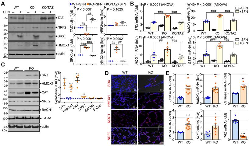 Int J Biol Sci Image