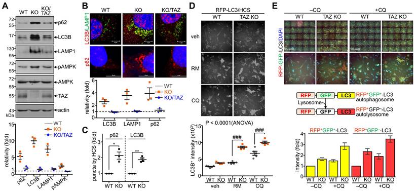 Int J Biol Sci Image