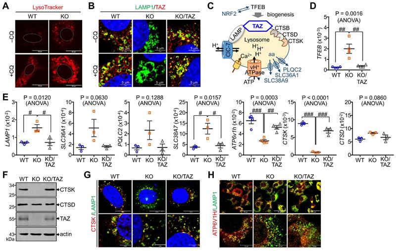 Int J Biol Sci Image