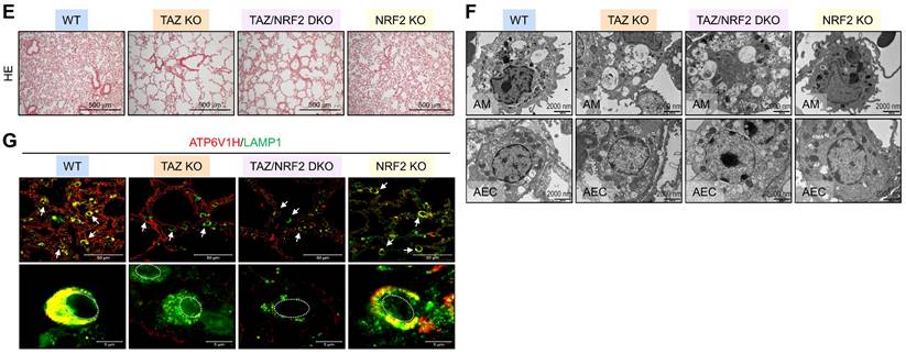 Int J Biol Sci Image