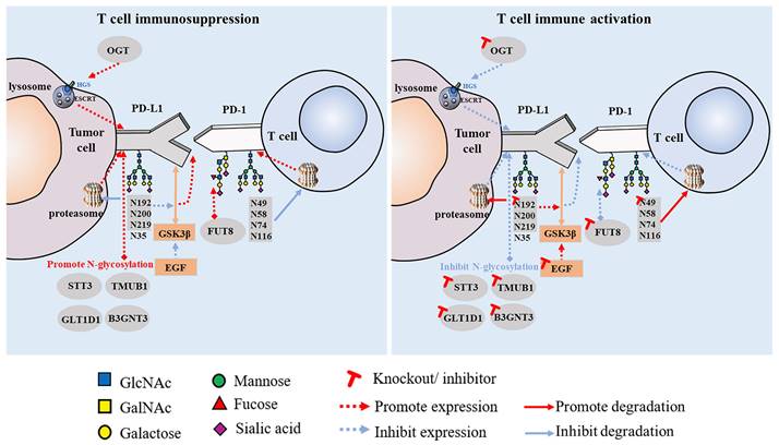 Int J Biol Sci Image