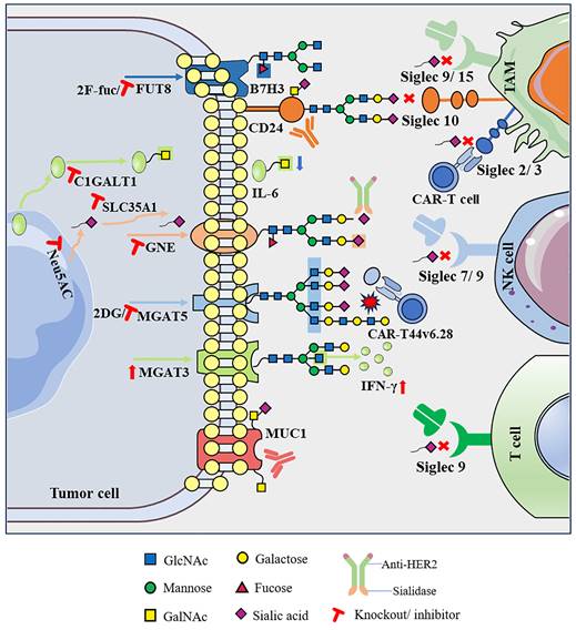 Int J Biol Sci Image