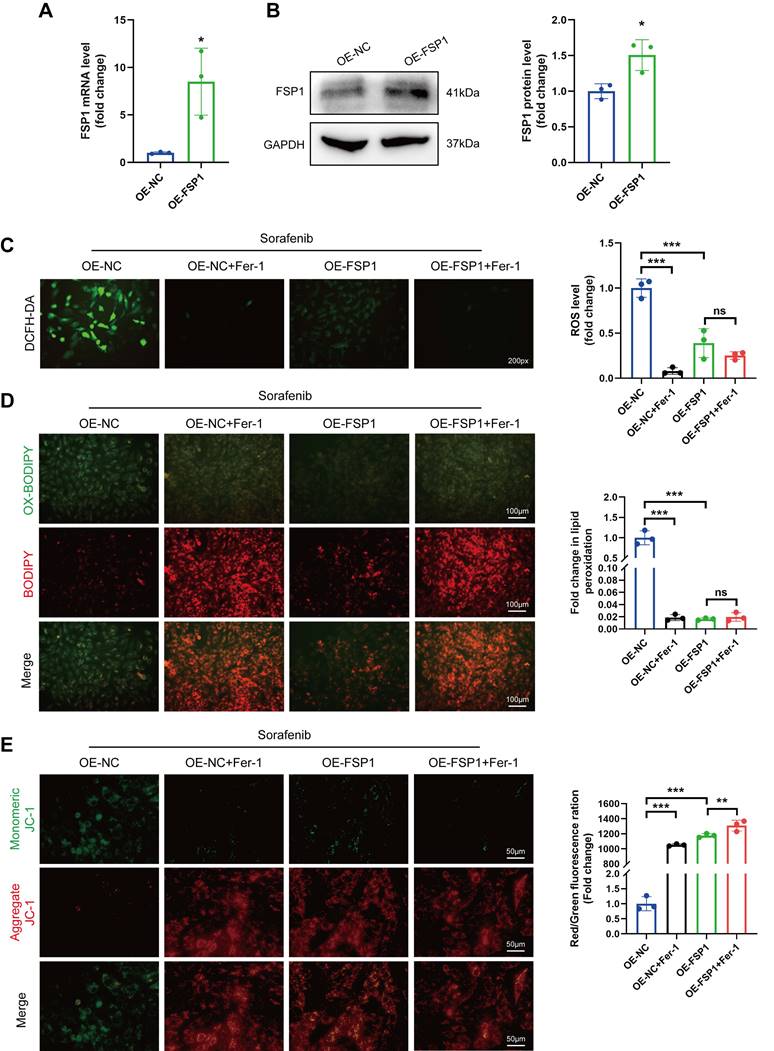 Int J Biol Sci Image