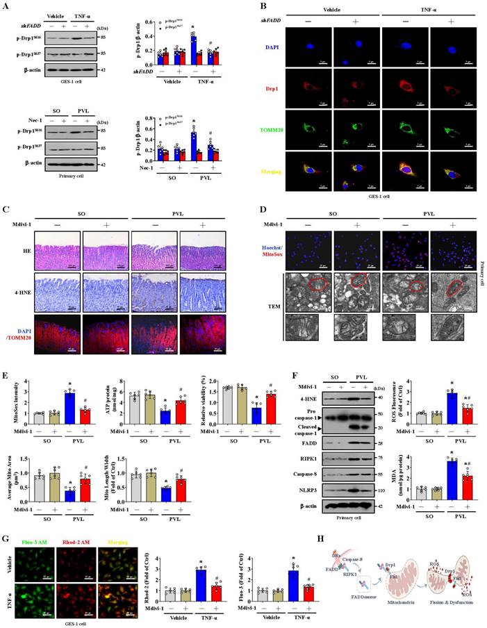 Int J Biol Sci Image