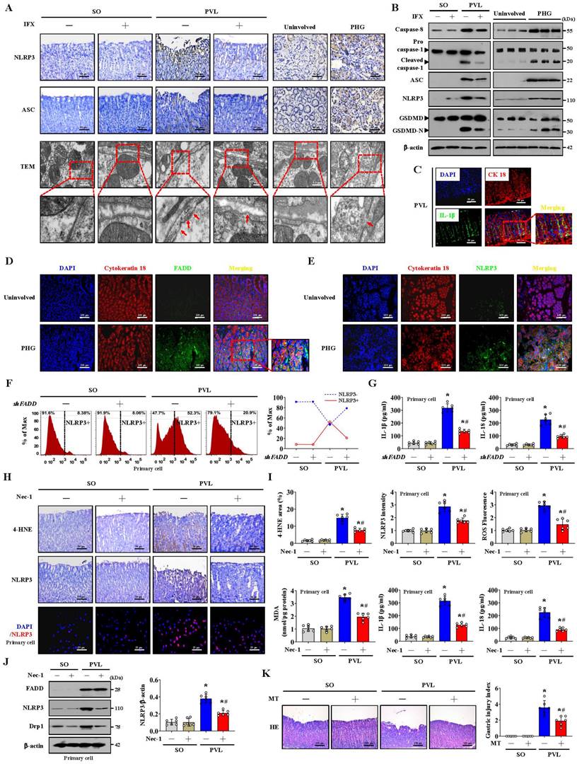 Int J Biol Sci Image