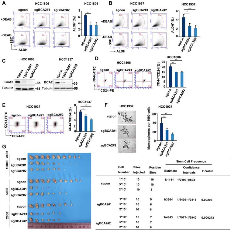 Int J Biol Sci Image