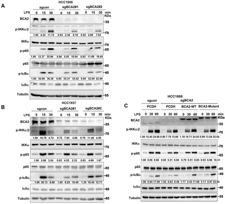 Int J Biol Sci Image