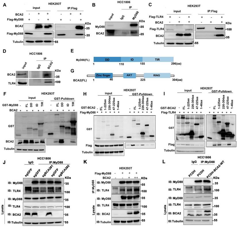 Int J Biol Sci Image