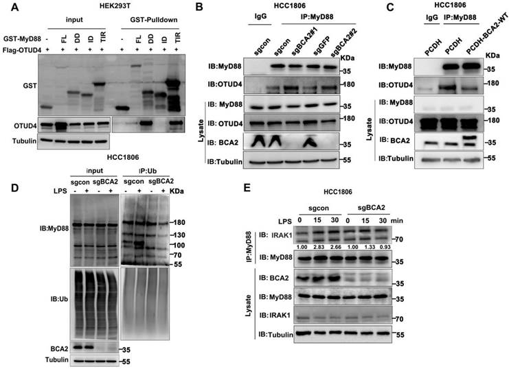 Int J Biol Sci Image