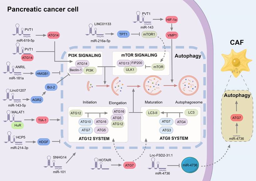 Int J Biol Sci Image