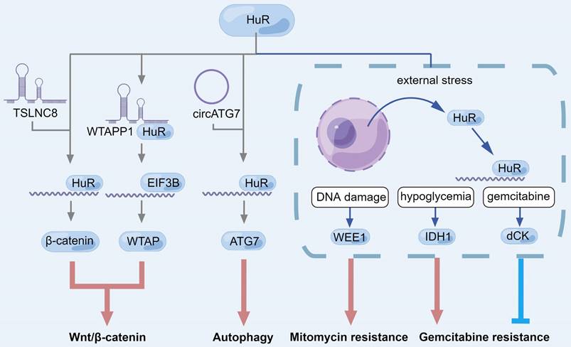 Int J Biol Sci Image