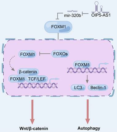 Int J Biol Sci Image