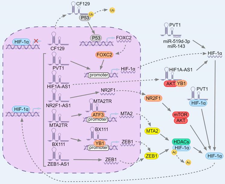 Int J Biol Sci Image