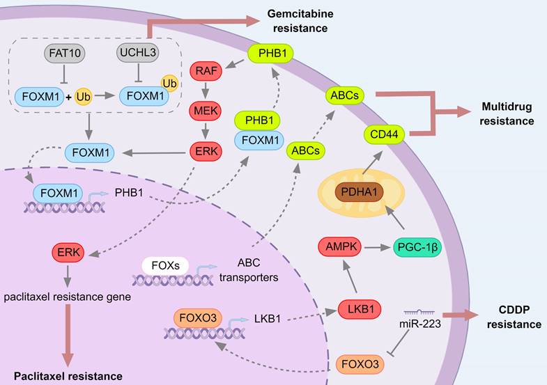 Int J Biol Sci Image