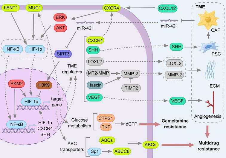 Int J Biol Sci Image