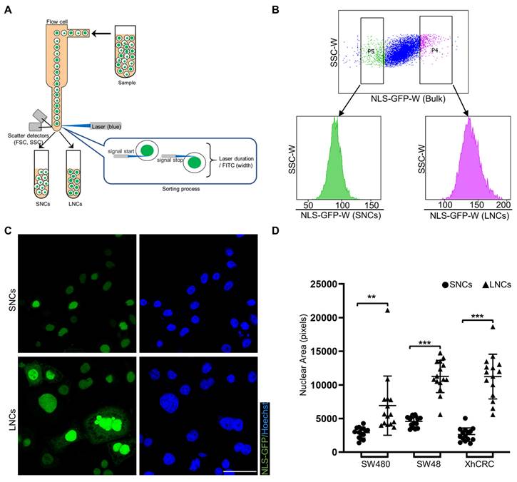 Int J Biol Sci Image