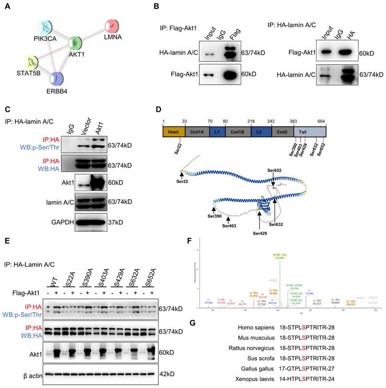 Int J Biol Sci Image