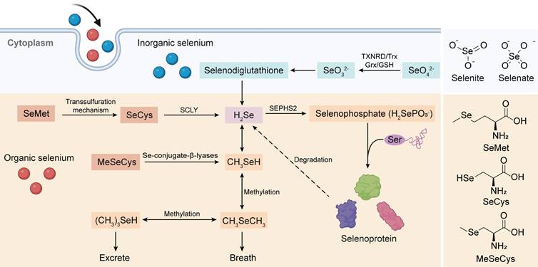 Int J Biol Sci Image