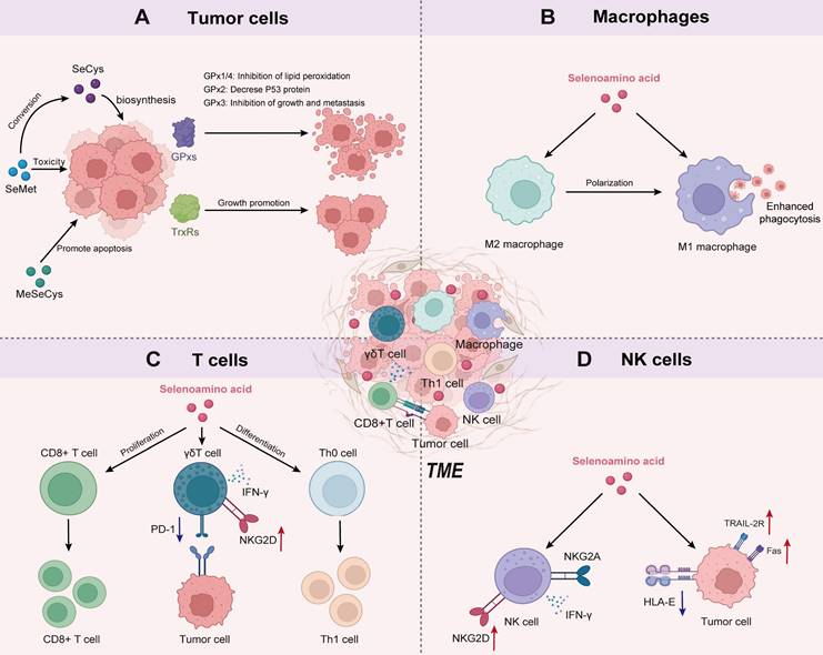 Int J Biol Sci Image