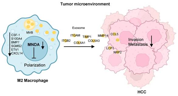 Int J Biol Sci Image