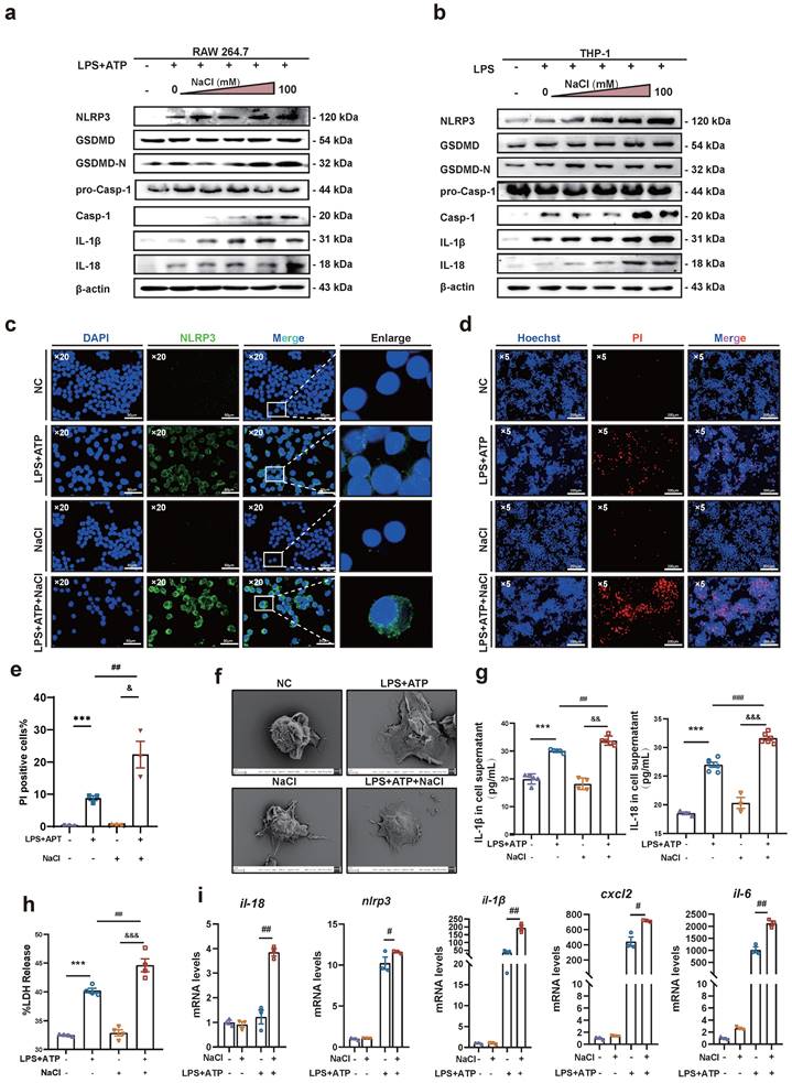 Int J Biol Sci Image