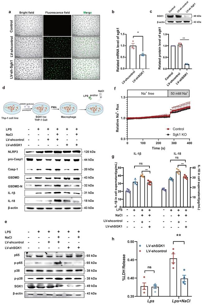 Int J Biol Sci Image