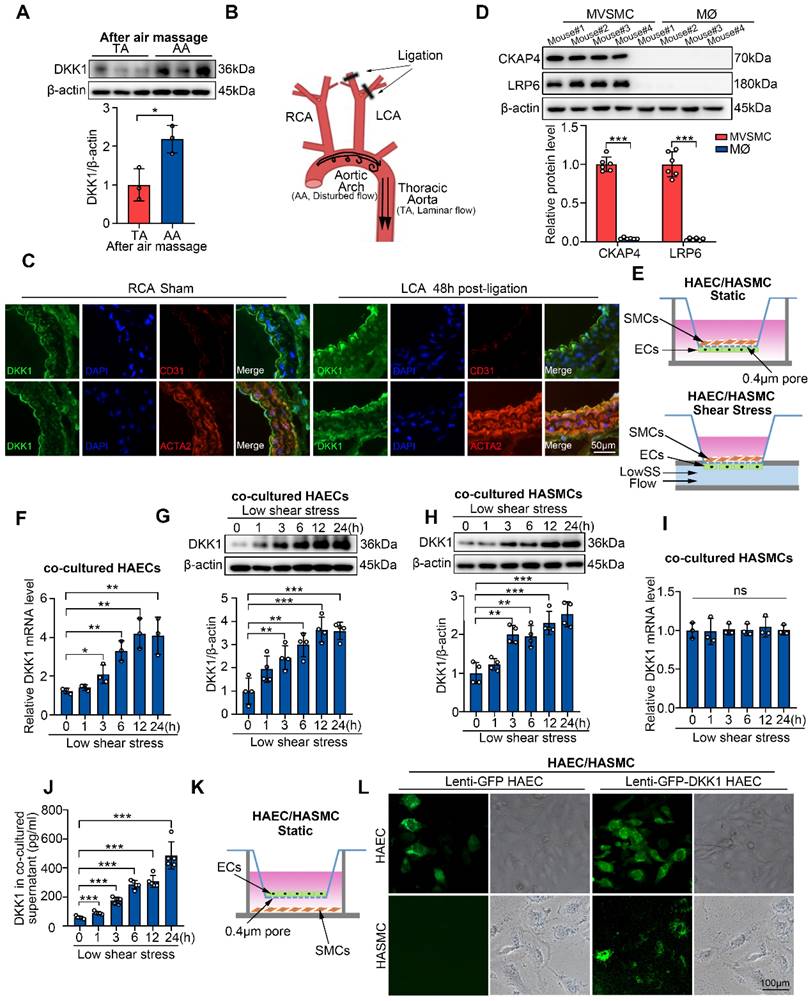 Int J Biol Sci Image