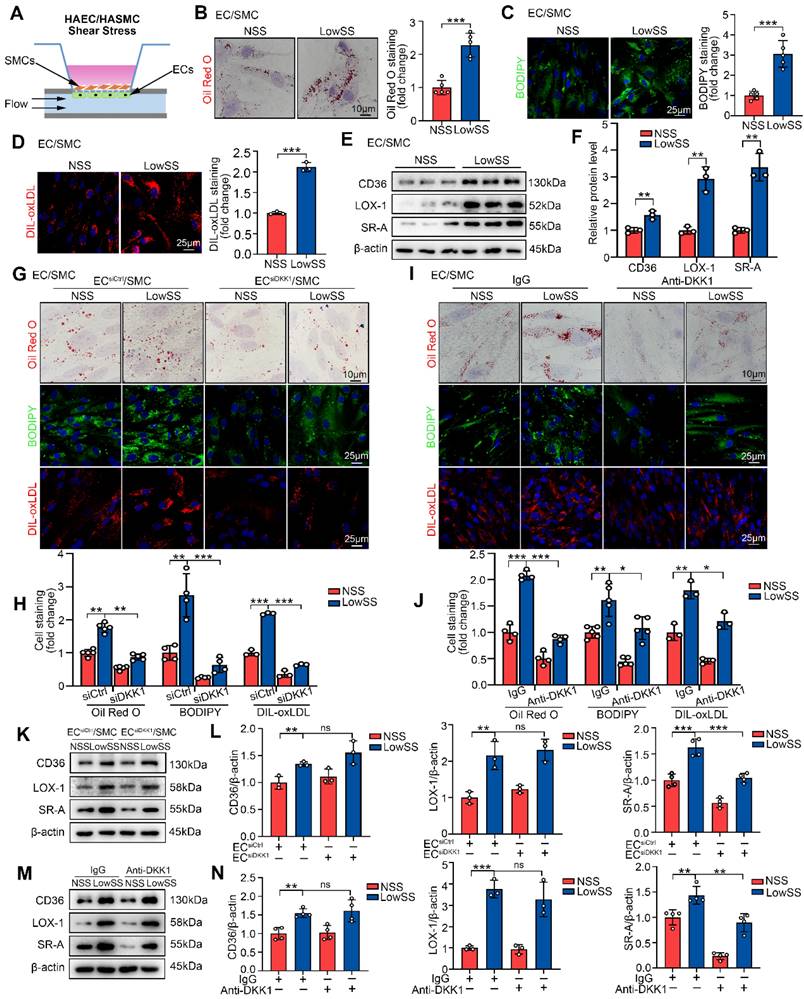 Int J Biol Sci Image