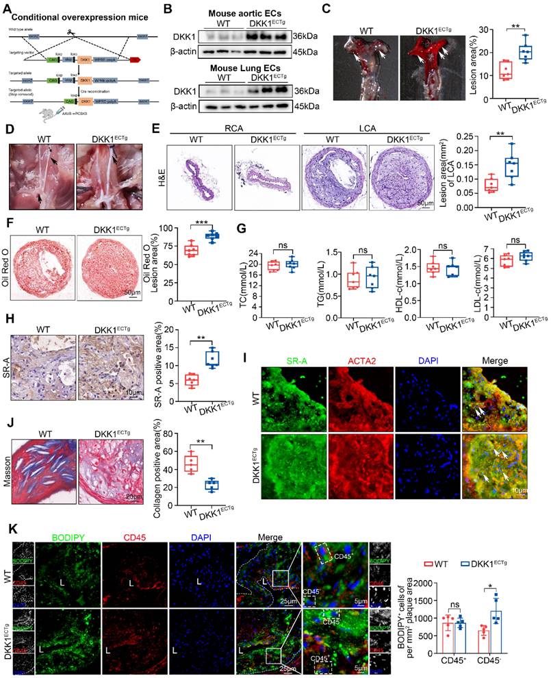 Int J Biol Sci Image