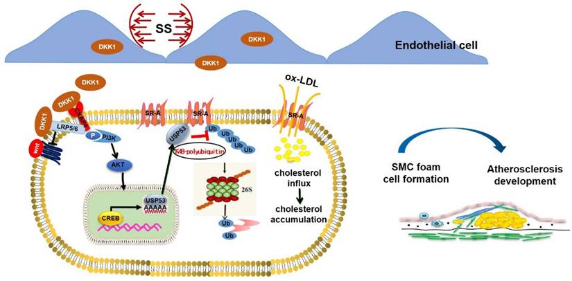 Int J Biol Sci Image