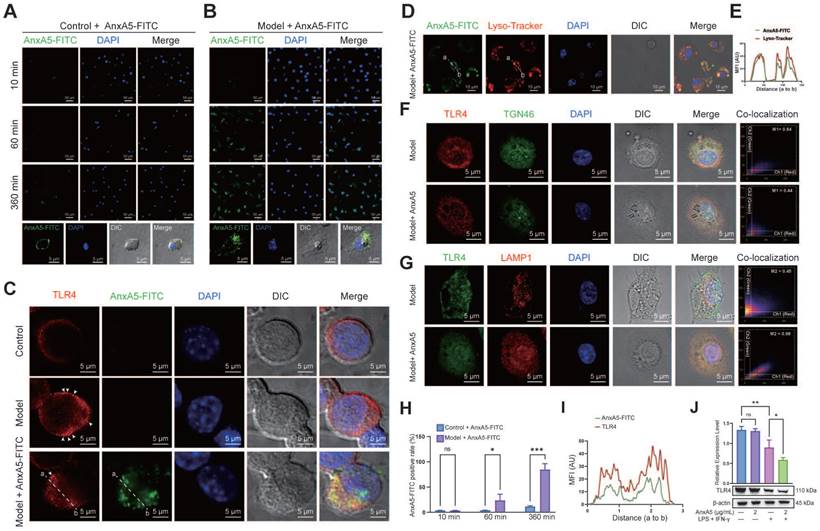 Int J Biol Sci Image