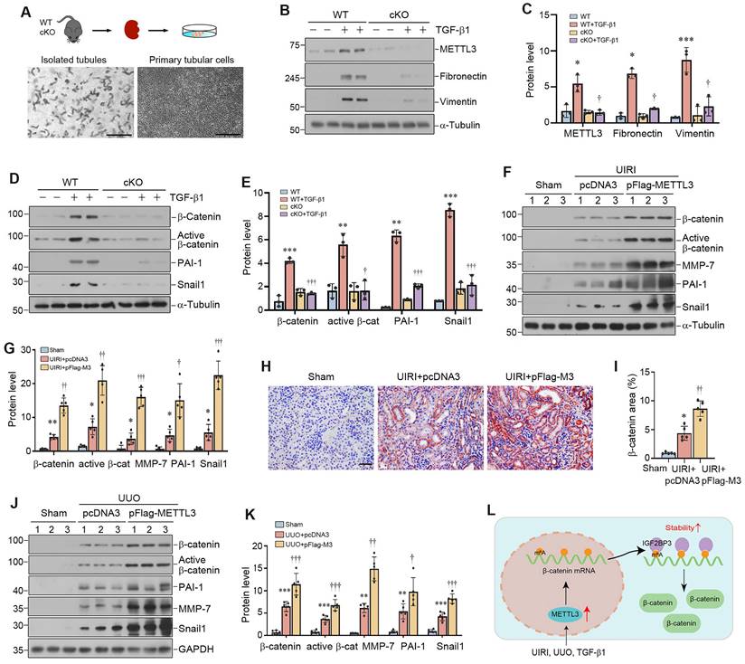 Int J Biol Sci Image
