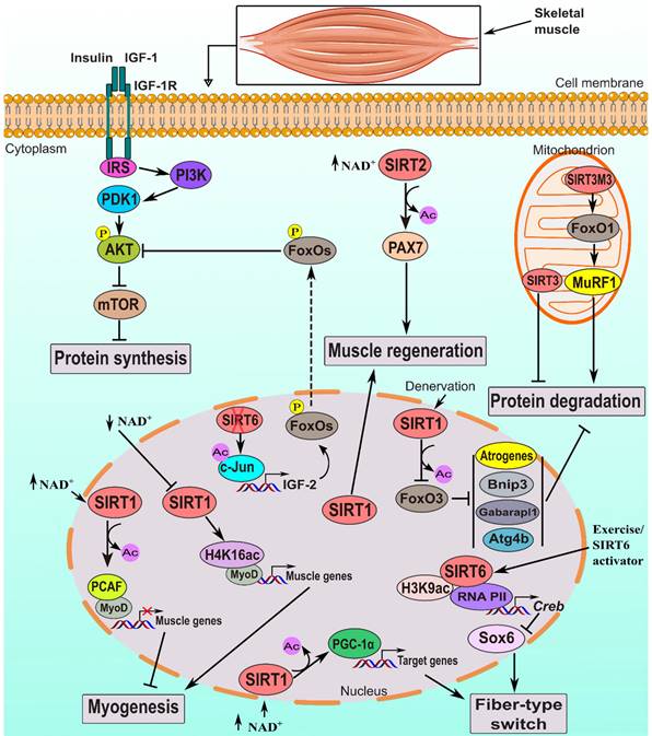 Int J Biol Sci Image
