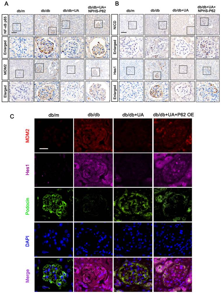 Int J Biol Sci Image
