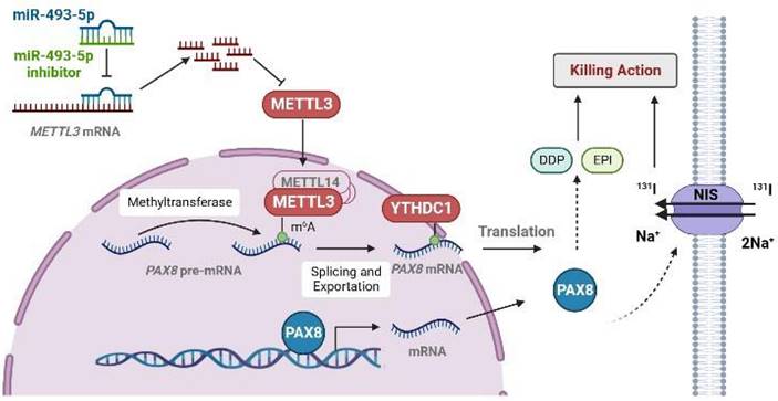Int J Biol Sci Image