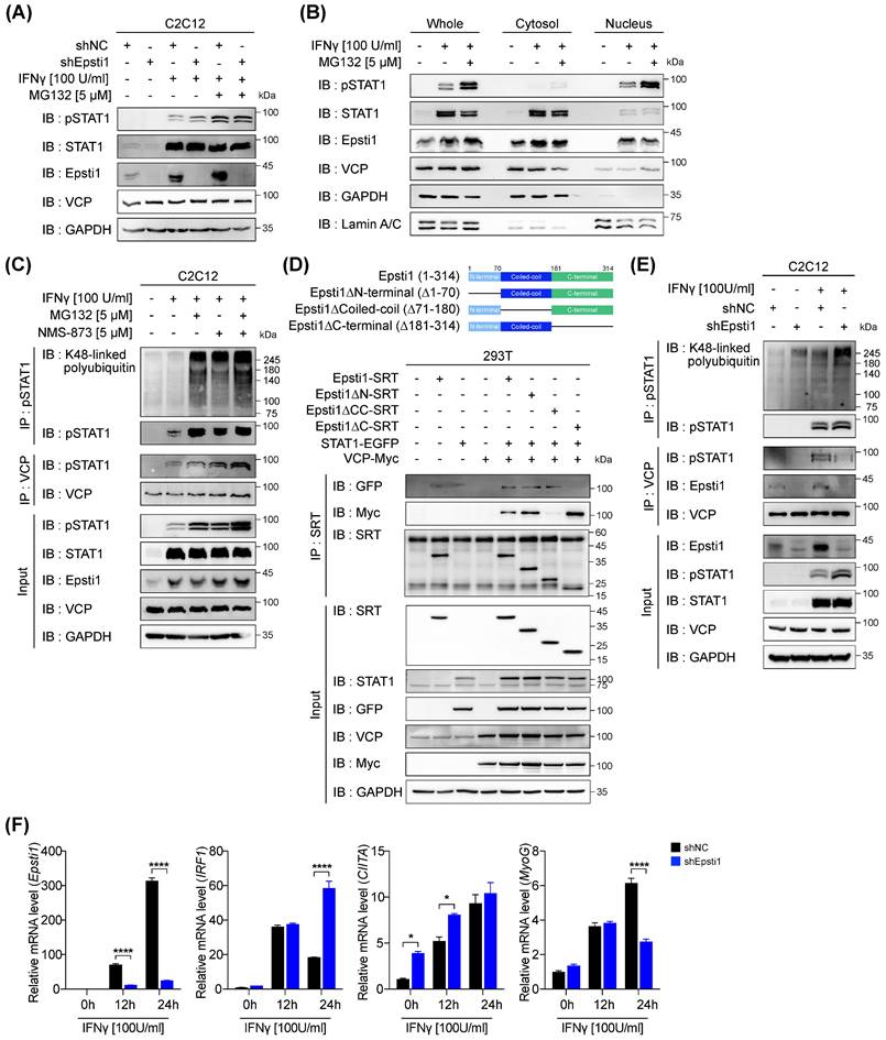 Int J Biol Sci Image