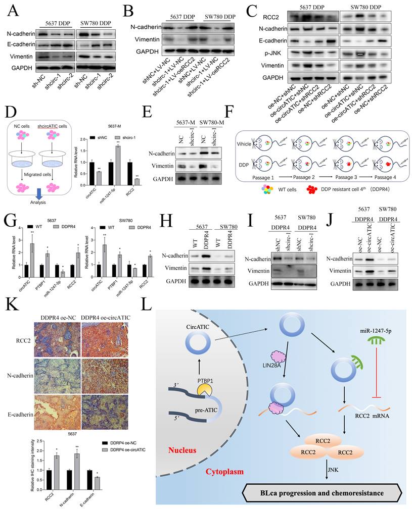 Int J Biol Sci Image
