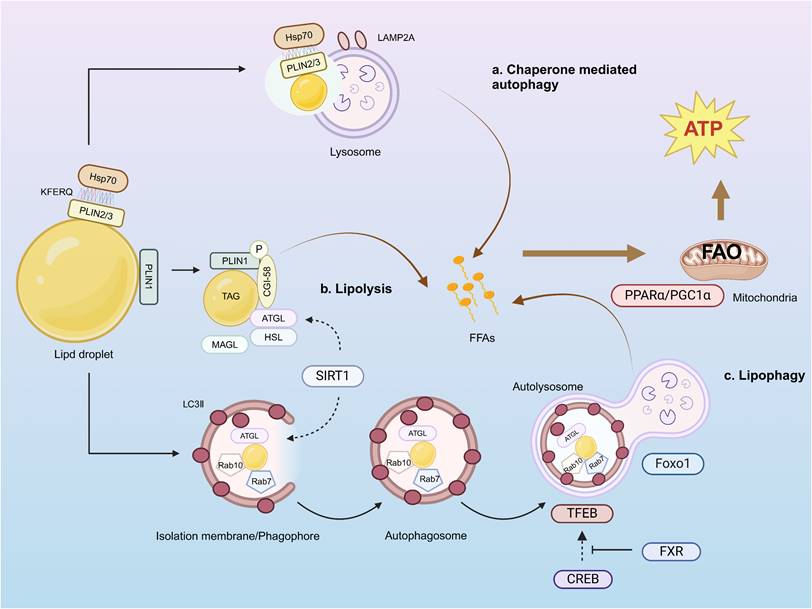 Int J Biol Sci Image