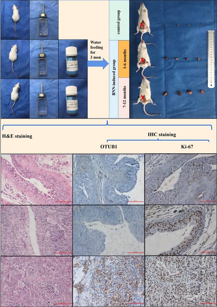 Int J Biol Sci Image